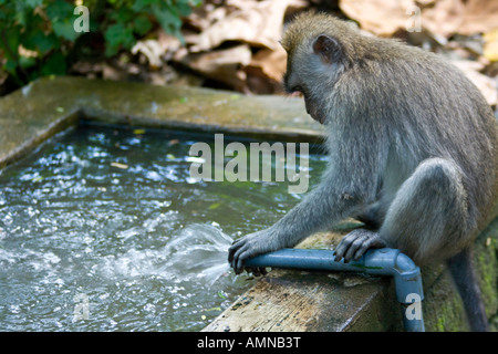 Jouer avec de l'eau tuyau de longueur Queue Macaca fascicularis macaque Monkey Forest Ubud Bali Indonésie Banque D'Images