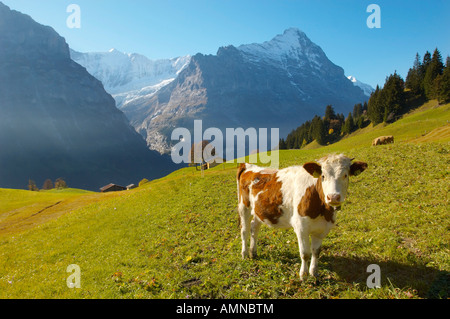 Vache alpine dans un pré des Alpes hautes avec vue De sommets de montagne derrière, près de Grindelwald Banque D'Images
