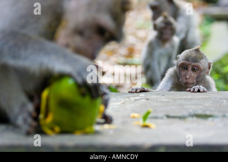 Bébé affamé de Macaque Monkey Forest Ubud Bali Mangue Indonésie Banque D'Images