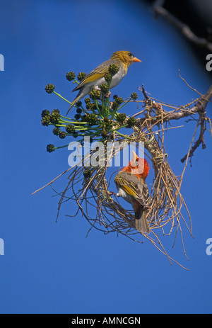 À tête rouge (Anaplecpes Weaverbirds rubriceps)Zimbabwe Afrique du Sud - Hommes et Femmes Banque D'Images