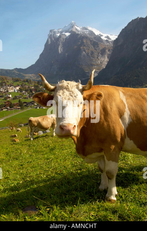 Vache alpine dans un pré des Alpes hautes avec vue De sommets de montagne derrière, près de Grindelwald Banque D'Images