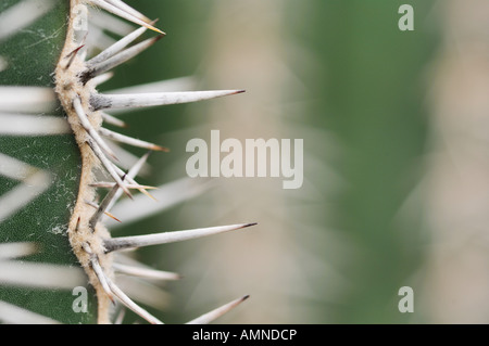 Les aiguilles de cactus cardon Banque D'Images