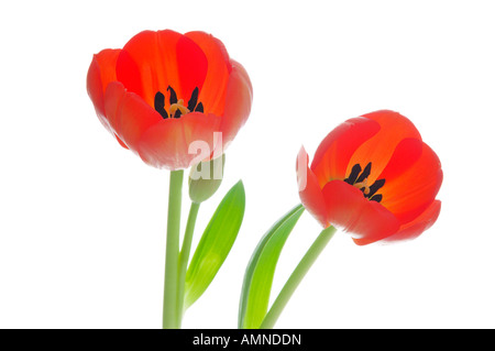 Tulipes Banque D'Images