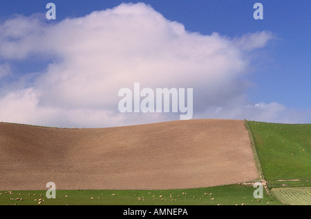 Des moutons paissant dans le champ cultivé, île du Sud, Nouvelle-Zélande Banque D'Images