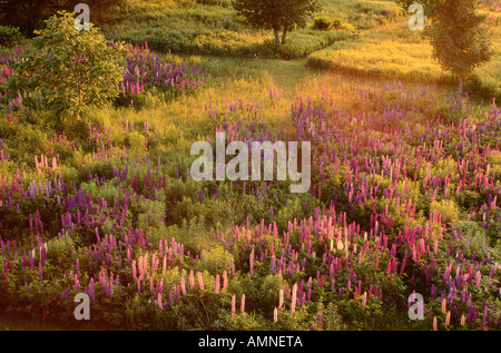 Domaine de lupins, Shamper's Bluff, New Brunswick, Canada Banque D'Images