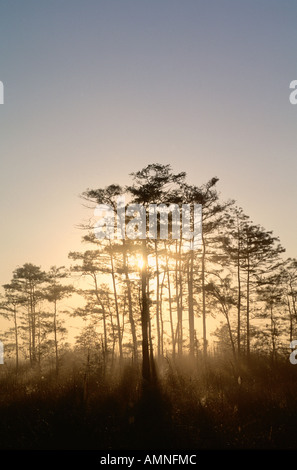 Parc des Everglades, Big Cypress National Preserve, Florida, USA Banque D'Images