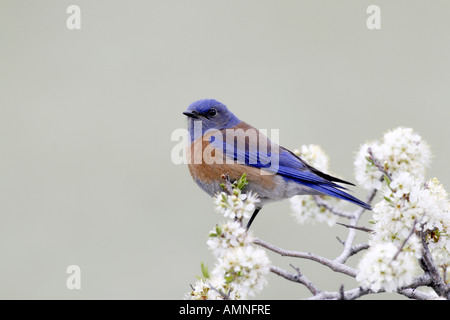 Le Merlebleu de l'Ouest se percher dans les fleurs blanches Banque D'Images