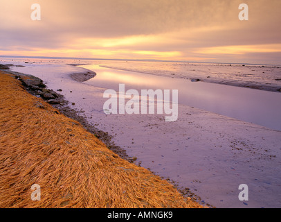 Marée basse, rivière aux Canards et le fleuve Saint-Laurent, près de Tadoussac, Québec, Canada Banque D'Images