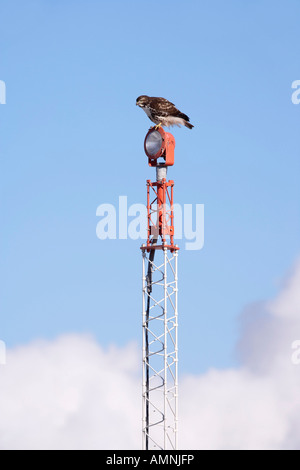 Owl perché sur la Lumière Banque D'Images