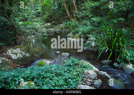Brindle Creek, Parc National des Border Ranges, New South Wales, Australie Banque D'Images
