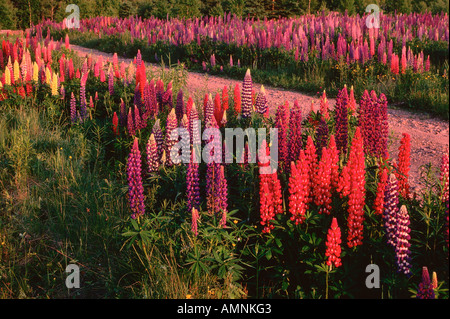 Lupins, Shamper's Bluff, New Brunswick, Canada Banque D'Images