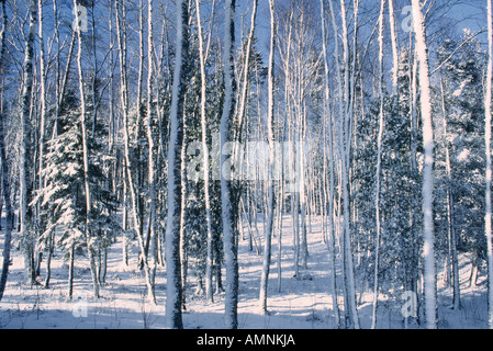 Neige sur les troncs des arbres, Shamper's Bluff, New Brunswick, Canada Banque D'Images