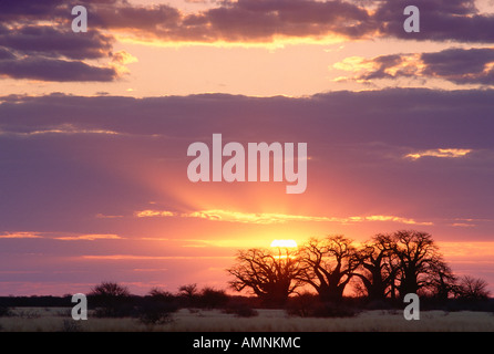 Le coucher du soleil, Baines Baobabs Nxai Pan National Park, Botswana, Africa Banque D'Images