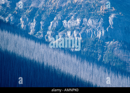 Après un incendie de forêt morte, Banff National Park, Alberta, Canada Banque D'Images