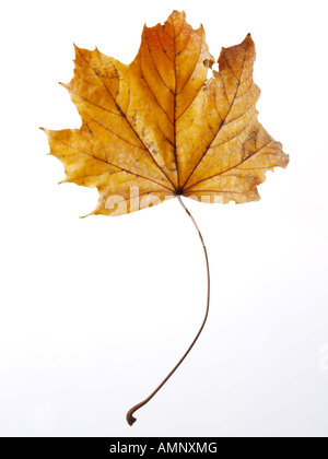 Personne seule l'automne Feuille d'automne contre l'arrière-plan blanc. image graphique contre fond blanc pour la découpe. Banque D'Images