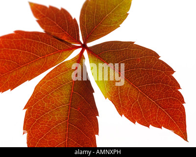 Personne seule l'automne Feuille d'automne contre l'arrière-plan blanc. image graphique contre fond blanc pour la découpe. Banque D'Images
