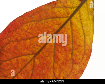 Personne seule l'automne Feuille d'automne contre l'arrière-plan blanc. image graphique contre fond blanc pour la découpe. Banque D'Images