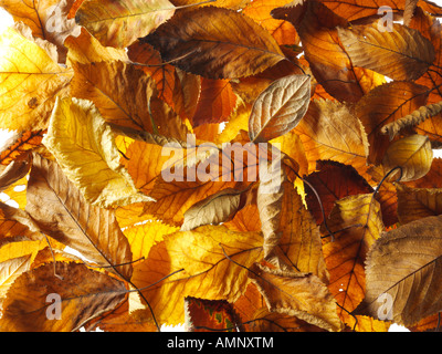 Tombée automne automne feuilles empilées les unes sur les autres. Les feuilles colorés secs avec le chaud couleurs automnales et les textures de l'automne. Banque D'Images