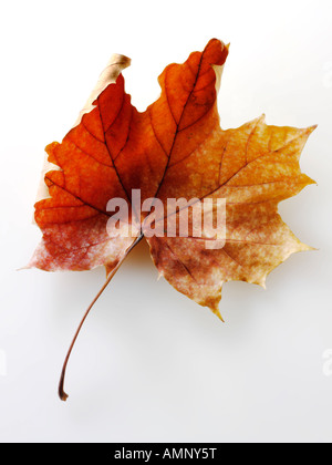 Feuille d'automne. Seule feuille d'automne contre blanc. Couleurs et de textures naturelles. Banque D'Images