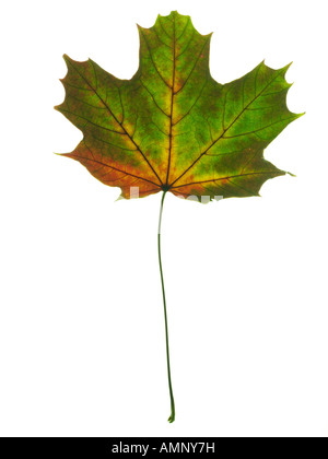 Feuille d'automne. Seule feuille d'automne contre blanc. Couleurs et de textures naturelles. Banque D'Images
