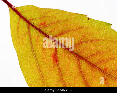 Feuille d'automne. Seule feuille d'automne contre blanc. Couleurs et de textures naturelles. Banque D'Images