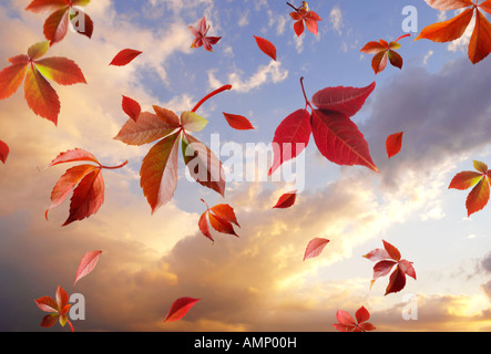 Les feuilles d'automne tombant contre un coucher de ciel nuageux. Les feuilles colorées et les couleurs naturelles Banque D'Images