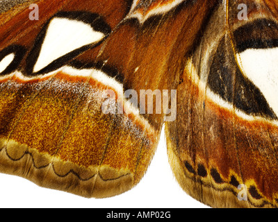 Extreme close up d'un Empereur aile papillons montrant en détail des textures naturelles et de motifs. Banque D'Images