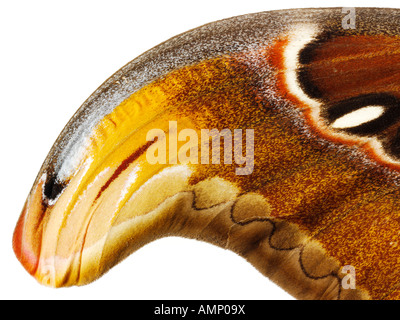 Extreme close up d'un Empereur aile papillons montrant en détail des textures naturelles et de motifs. Banque D'Images