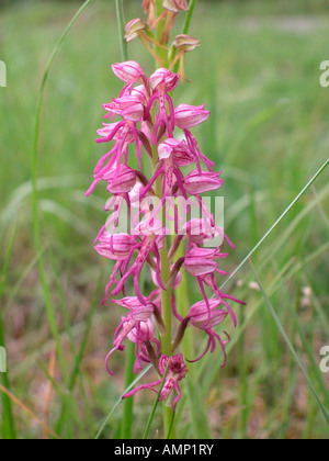 Italienisches Knabenkraut Orchidée italica Orchis Italien Anacardiaceae floraison fleurs fleurs Blueten Europa Europe Knabenkra Banque D'Images