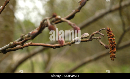 L'aulne, Alnus glutinosa, chaton Banque D'Images