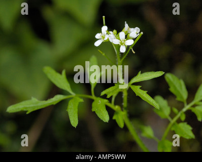 Le cresson amer ondulées, cardamine flexuosa Banque D'Images