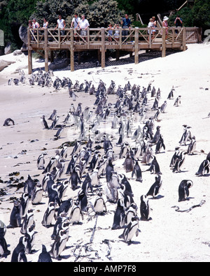 (Sphenicus demersis pingouins Jackass), également connu sous le nom de pingouins africains, sur la plage de Boulders à Cape Town Afrique du Sud. Banque D'Images