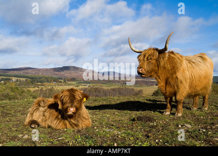 dh Highland VACHE BOEUFS UK Scottish Highland boeufs vache et veau dans le champ Kingussie Shaggy animal ecosse Banque D'Images