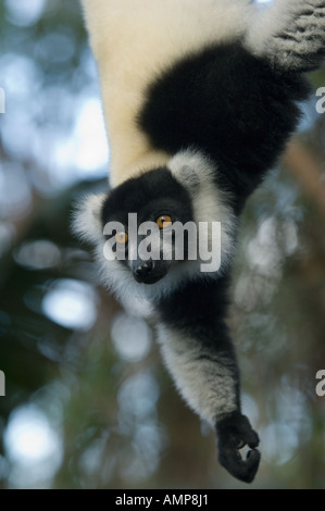 Noir et blanc La Gélinotte Lemur (Le Varecia variegata), Parc national Parc Mantadia- Andasibe, Madagascar, Captive Banque D'Images