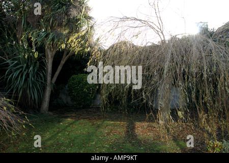 Jardin clos en hiver, saule pleureur, choux Palmiers Banque D'Images