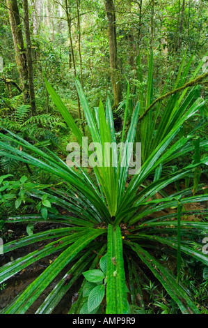 Pandanus pousse dans les forêts tropicales du Parc National, Parc Mantadia- Andasibe, Madagascar Banque D'Images