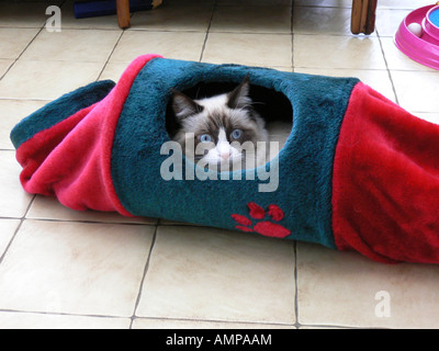 Un jeune chaton Ragdoll femelle de 8 ans 8 mois à se cacher dans un tunnel Banque D'Images