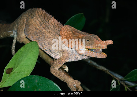 Short-horned Chameleon (Furcifer brevicornis), Parc Mantadia- Andasibe Parc National, Réserve spéciale, Madagascar Banque D'Images