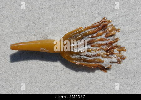 Détail d'algues de mer par Carmel Beach California USA Banque D'Images