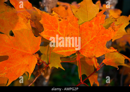 Les feuilles d'automne le long du sentier pour le belvédère sur le passage dans le Parc National de la Mauricie, Mauricie, Québec, Canada. Banque D'Images