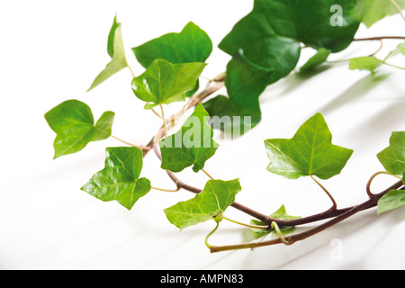 Feuilles de lierre, Hedera helix Banque D'Images