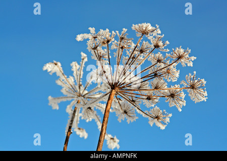 Champ couvert de fleurs séchées en givre contre ciel bleu Bavaria Allemagne Europe Banque D'Images
