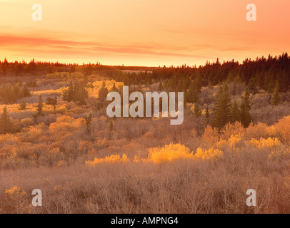 Automne Scenic, parc provincial de Cypress Hills, Saskatchewan, Canada Banque D'Images