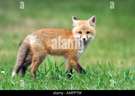 Le Renard roux Vulpes fulva Portage Savannah State Park Aitkin Comté Minnesota United States 8 juin canidés immatures Banque D'Images