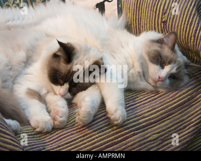 Deux chatons Ragdoll fatigué sœurs âgées de 9 9 mois fermer ensemble sur un siège de chaise Banque D'Images