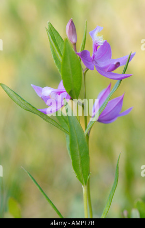 Calopogon Calopogon tuberosus Portage Savannah State Park Aitken County Minnesota United States Banque D'Images