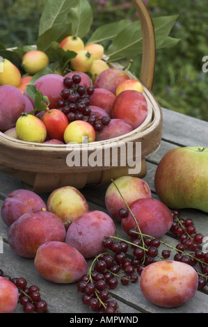 Sélection fraîchement cueillies de fruits cultivés sur place, y compris les pommes, prunes, groseilles rouges et des baies, en Angleterre, Août Banque D'Images