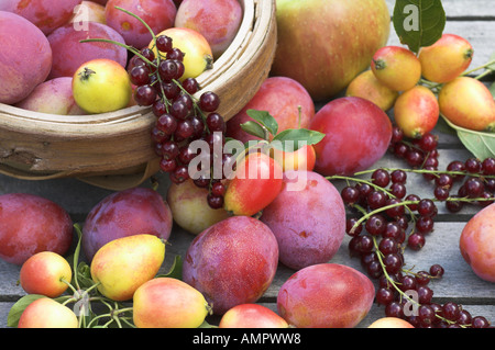 Sélection fraîchement cueillies de fruits cultivés sur place, y compris les pommes, prunes, groseilles rouges et des baies, en Angleterre, Août Banque D'Images