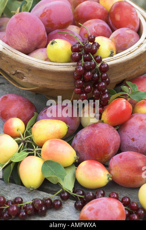 Sélection fraîchement cueillies de fruits cultivés sur place, y compris les pommes, prunes, groseilles rouges et des baies, en Angleterre, Août Banque D'Images