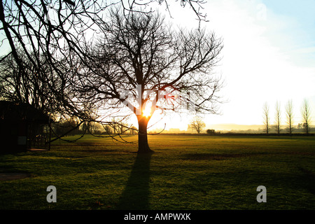 Coucher du soleil d'hiver derrière Horse Chestnut Tree Banque D'Images